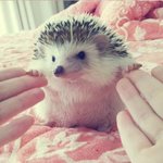 ★(사진有) 핸들링된 고슴도치★