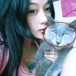 고양이 짤 보다가 요런게 잇네?