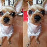 <2탄> 사교성이 좋아도 너~~~~무 좋은 사랑이를 소개함돠ㅋ