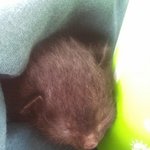 애기고양이를 분양합니다.