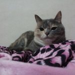 [김괭] 김고양이 열네번째