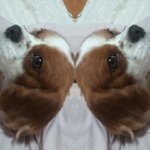 사진有) ★☆★☆국내에 별로 없는 킹찰스스파니엘★☆★☆★☆