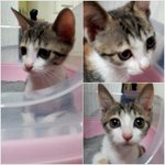 2탄!!!(비명주의) 동물농장막내, 아기 고양이 옹이!!!!!!...