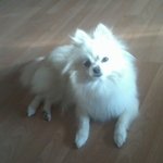 ★박수치는 <b>포메</b>★<b>포</b>메라이언3마리소개합니당 약간스압)有