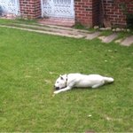 [11탄]사람인지 개인지 헷갈리는 똥꼬발랄우리집멍멍2들을 소개합니당:-)