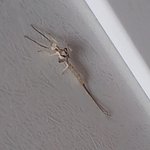 (※<b>혐오</b>주의) 이 벌레 뭔지 아시는 분