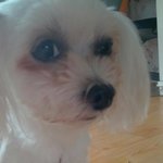 9월8일 <b>목포</b> 말티즈를 잃어버렸습니다..