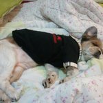 9년동안 동거한 동안견 솜♥[수정有]