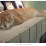 10. 고양이 일기 - <b>cat</b> café