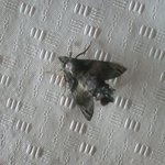 이 벌레<b>모임</b>????아는분~~~