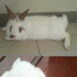 ※토끼를 주웠어요!!