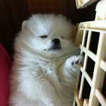 사진有) (((초특급귀염주의))육개월된 <b>포</b><b>메</b>우리사랑이를소개해용~★☆