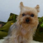 9월9일 <b>노원</b> 요크셔테리어를 찾습니다