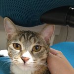 ★사진有)뼈그냥 뿌냥이~!!!! (스압~)(보다 지침ㅋ)