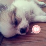 장모치와와 나나와 뿜뿜이!