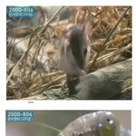 쥐잡아먹는 <b>사마귀</b> 아 징그러