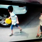 잃어버린 말티즈를 찾습니다.ㅠ