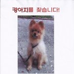 ★★★★★ 지나가는 길에 한번만 봐주셔요  (부산 다대포: 12년키운...