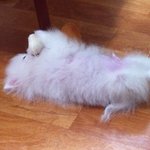 ♥화이트 포메라니안"땡쵸"이야기 8탄!!!!!