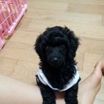 블랜탄푸들귀요미푸들