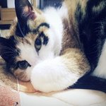 네일<b>아트</b> 안해줘서 삐진고양이