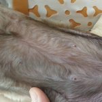 젖꼭지 날렸다고 항의글에 대한 애견샵주 입니다.  -<b>첨가</b>-