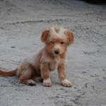 <긴급> 당장 내일 !! 대전 육군사령부에서 유기견들에게 쥐약을...