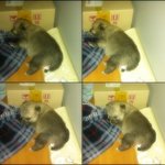 두마리 <b>포메</b>와 소소한 일상♥♥1탄♥♥