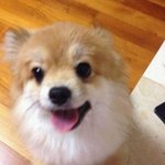 사진有)) ★★★지상최고 귀여운 강아지 하니 집 <b>방문</b> ★★★