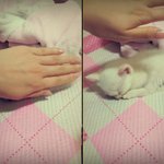 ☆★((((사진주의,이쁨주의)))저희집말썽꾸러기 괭이를 소개합니다...