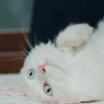 5탄 (사진有) 내애묘소 이런 고양이 만나봤어?