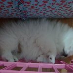 ★☆ 사고뭉치 화이트&amp;블랙포메의 일상이야기 1탄!☆★