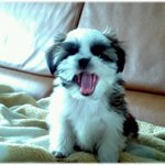 <b>넝쿨</b>째 굴러온 깐돌♡