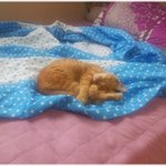 길냥이~ 봉구예요♥ 동영상도 첨부!