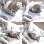 ☆★궁서체같은 우리집 고양년(사진有)☆★