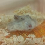 귀여운우리집햄스터<b>징징</b>이