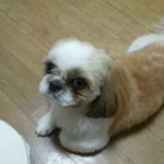 [경북 포항] 제발 우리 <b>몽이</b>를 찾아주세요ㅠㅠ