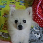 [★크림<b>포</b><b>메</b>★]자꾸자꾸 보고싶은 감자^!^(2탄)