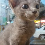 고양이 범백을 이겨낸 우리 <b>윤호</b>입니다^^;