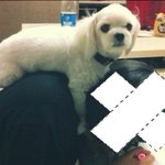 ★★강아지를 찾습니다.★★