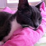 나의 룸메이트를 소개합니다 ;)