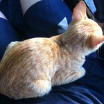 나으 사랑스런 개냥이들