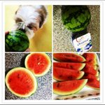 흔한 수박  <b>or</b>  한입 수박  <b>or</b>  미니어쳐수박 ??????...