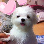 (사진有) 말티즈 엄마 쑨둥과 아들 이둥 이야기