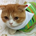 우리집 아깽이 <b>쏘세지</b>에욤 ~