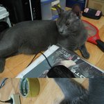 부산 사하구 괴정동에 <b>러블</b>아가 잃어버리신분 안계신가요?