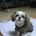 추천해서 많은사람들이 볼수있게 도와주세요 (창원의창구에서잃어버린강아지를...