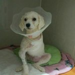 강아지 맡으실분 계시나요..?