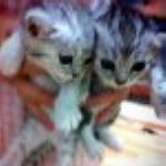 쿨하고 시크한, 각양각색 우리집 똥고냥이들!