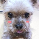 개가 죽기전에 행동들은..?